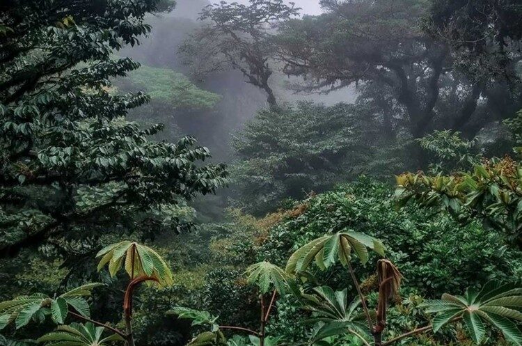 Monteverde
